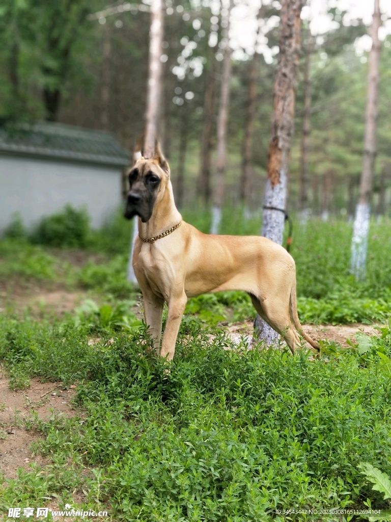 狗