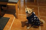 狗