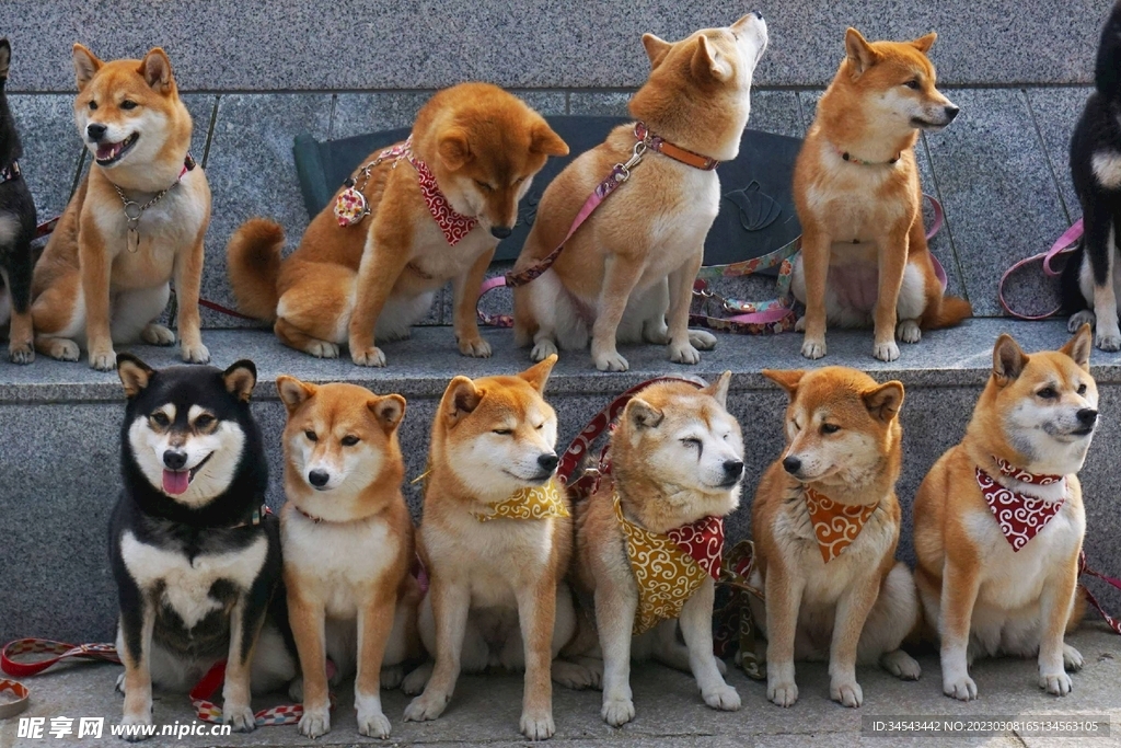 狗