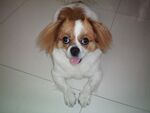 狗
