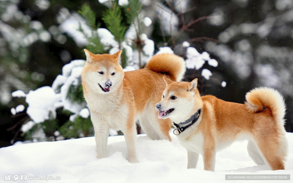 狗