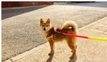 狗