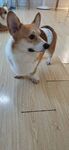 狗