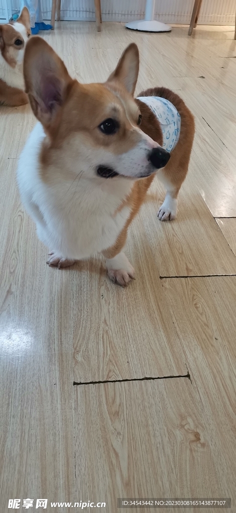 狗