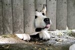 狗