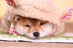 狗