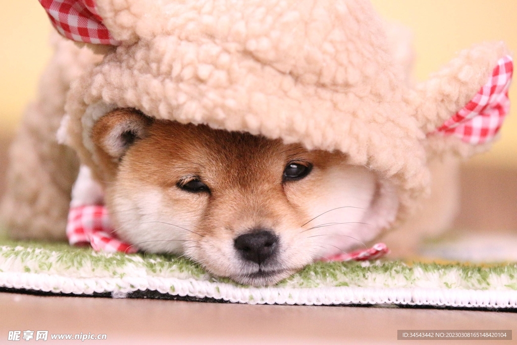 狗