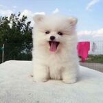 狗