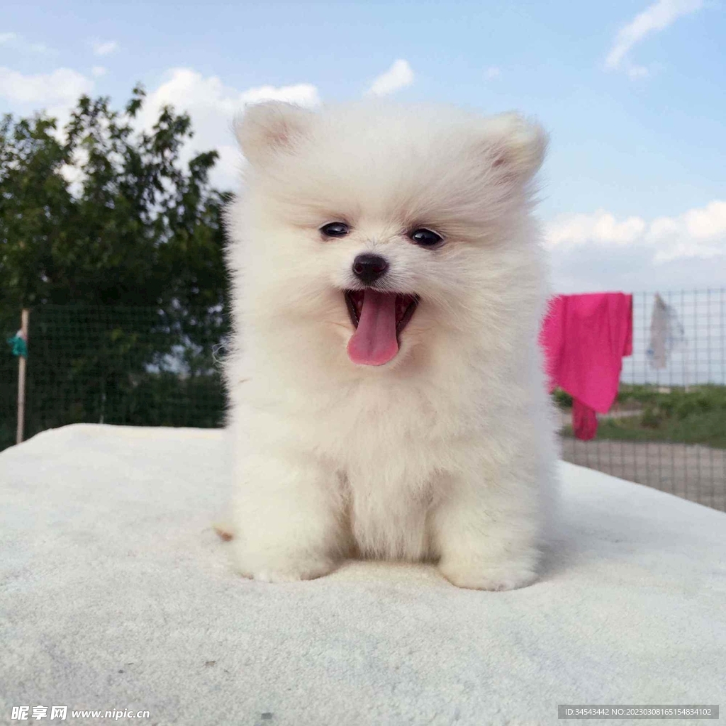 狗