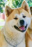狗