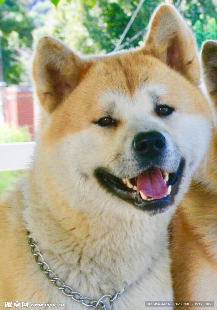 狗