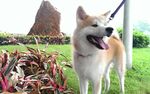 狗