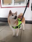 狗