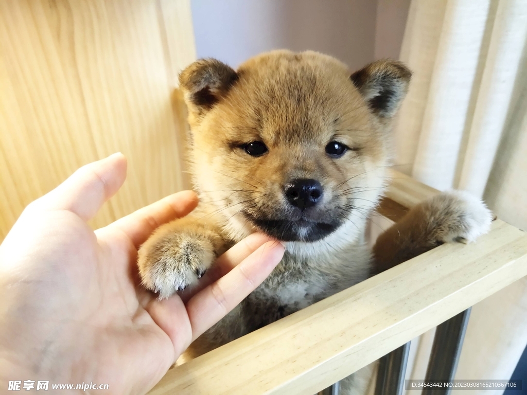 狗