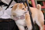 狗