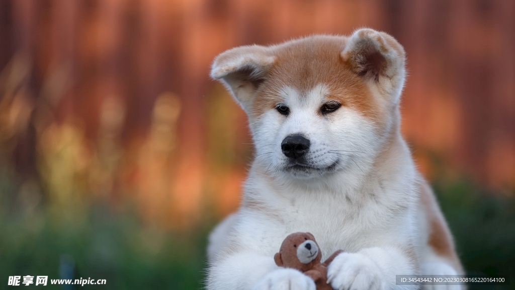 狗