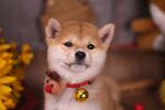 狗