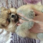 狗