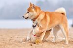 狗