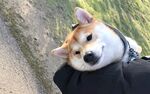 狗