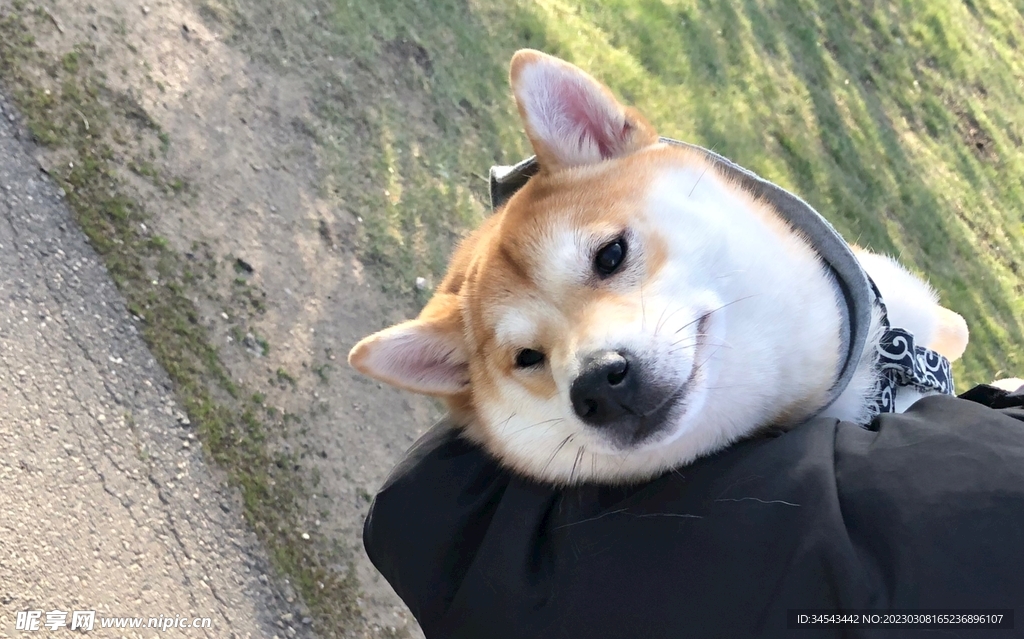 狗