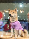 狗