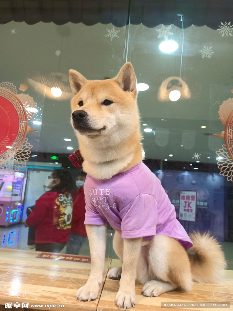 狗