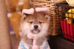 狗