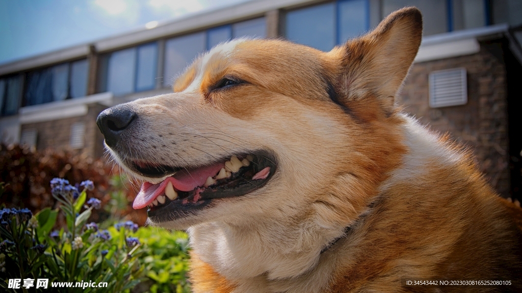 狗