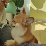 狗