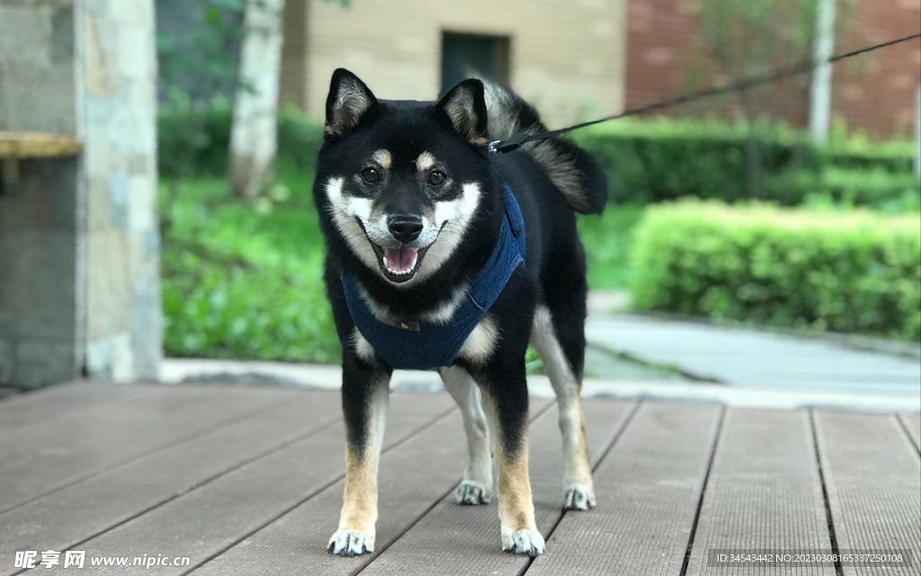 狗
