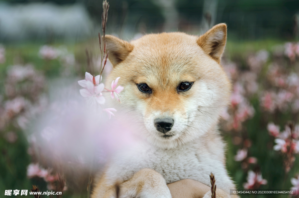 狗