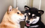 狗