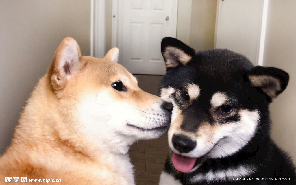 狗