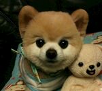 狗