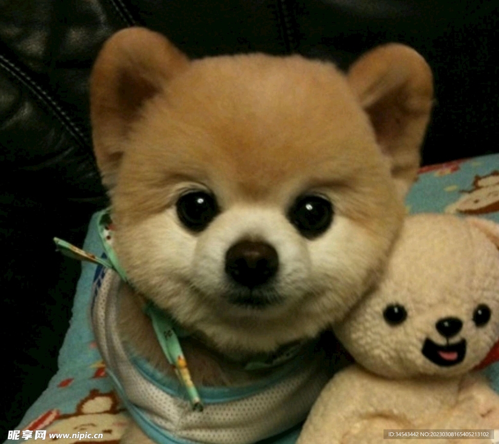 狗