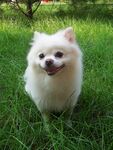 狗