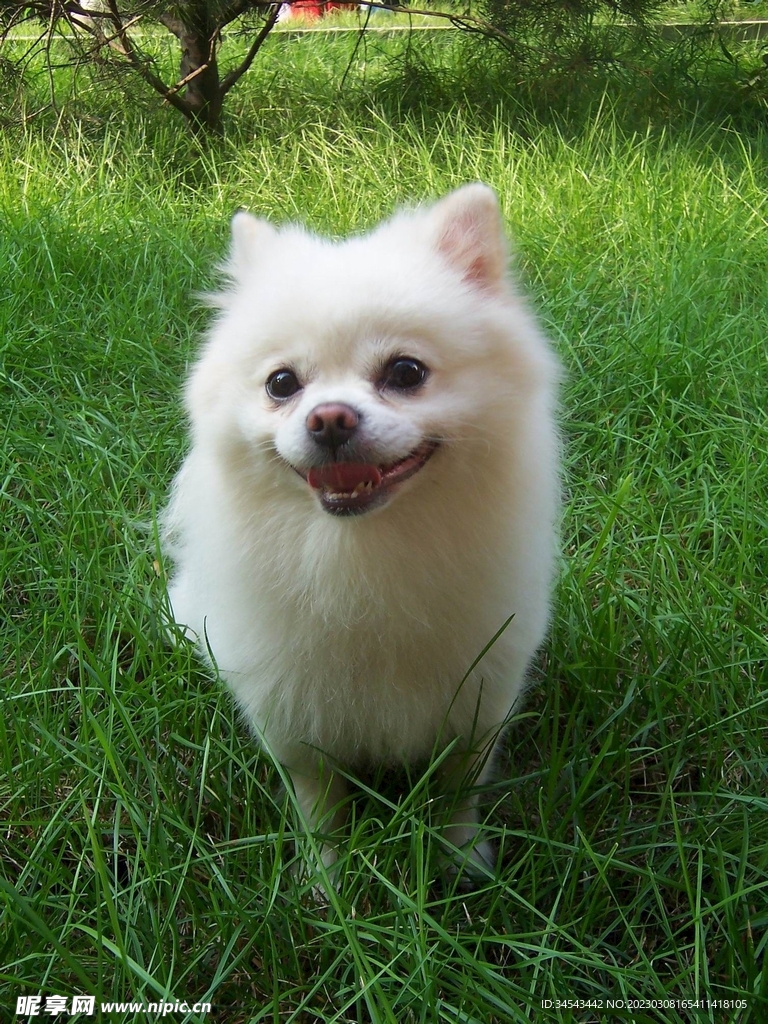 狗
