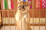 狗