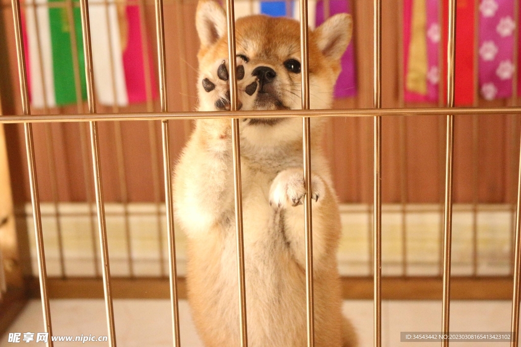 狗