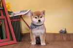 狗