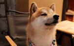 狗