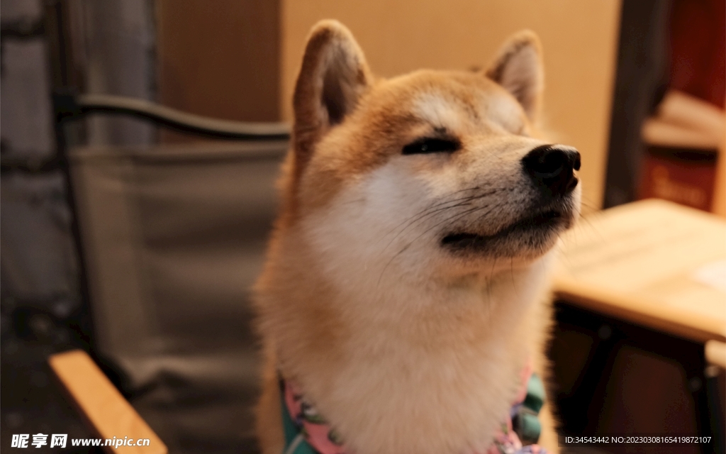 狗