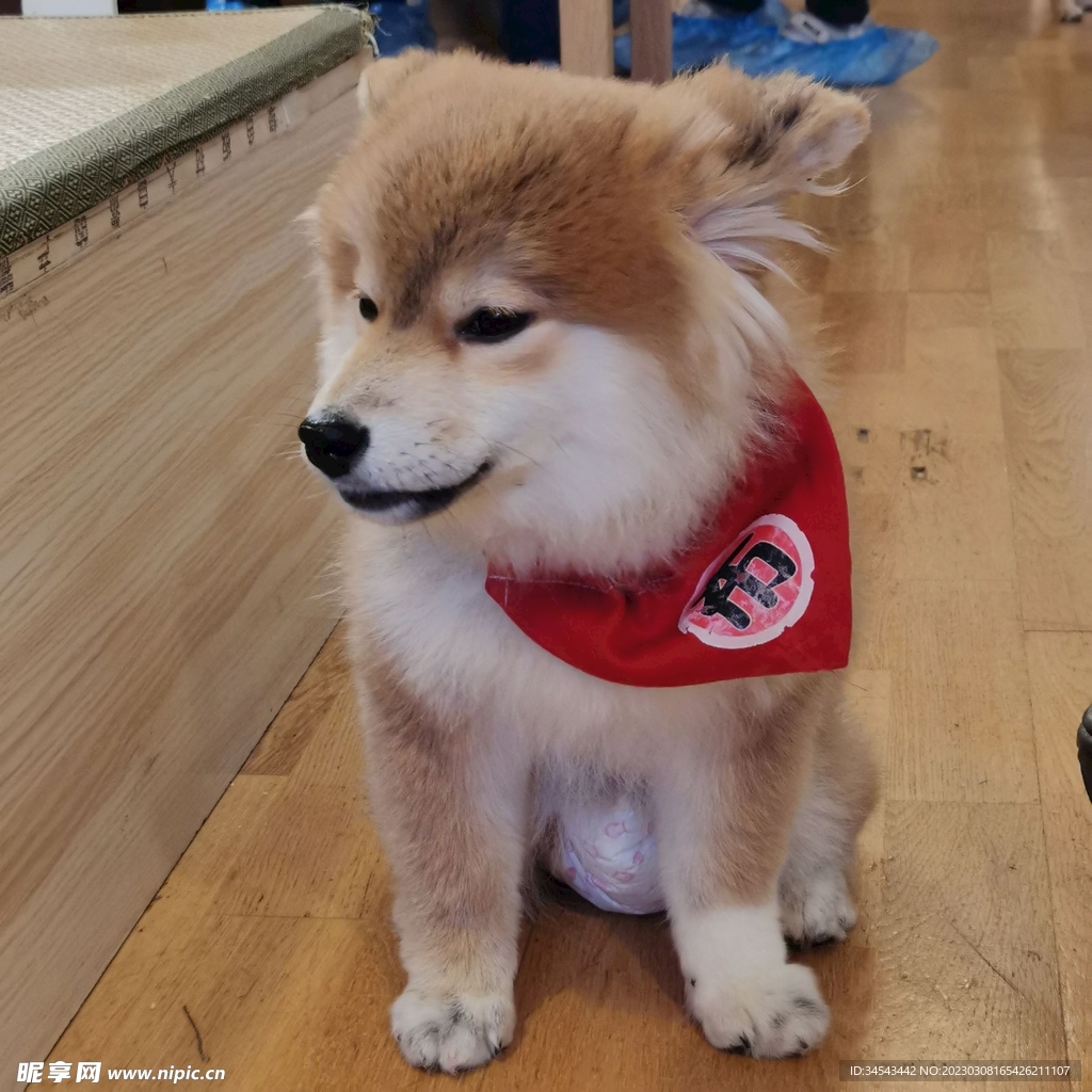 狗