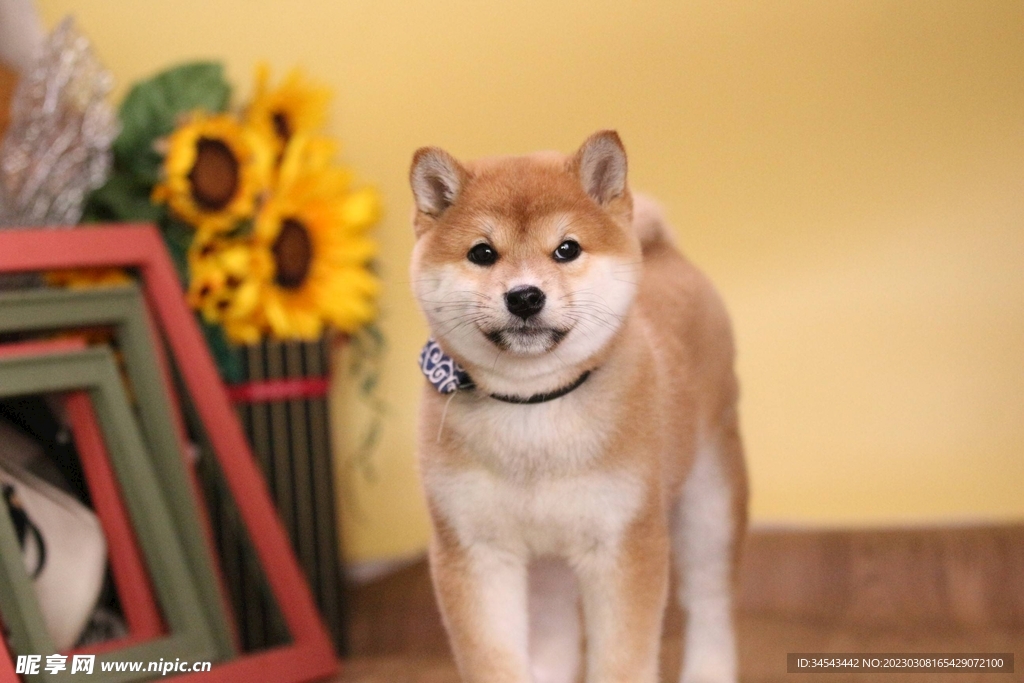狗