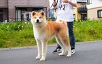 狗