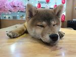狗