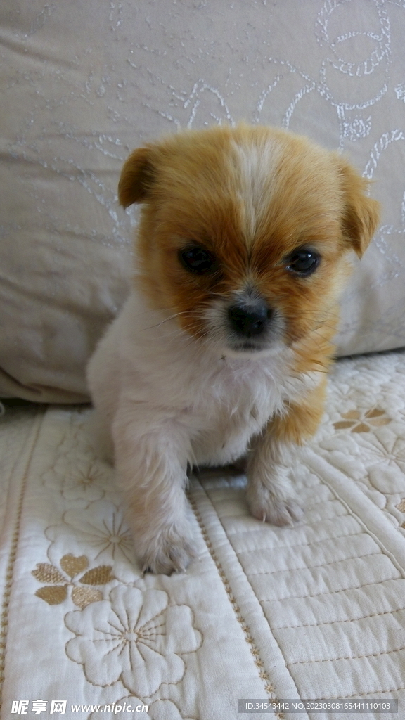 狗