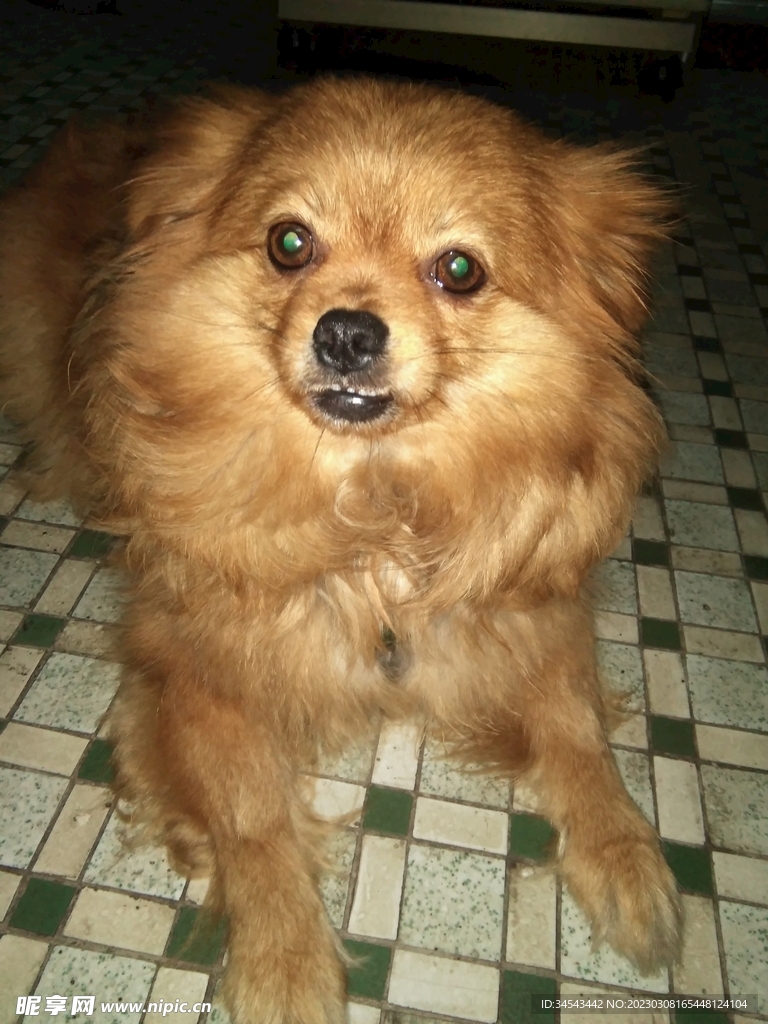 狗