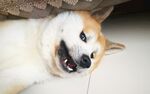 狗